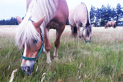 heste camping hestefold nissum fjord jylland